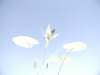 metalflowers_small.jpg