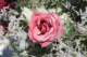 img078_small.jpg