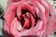img080_small.jpg