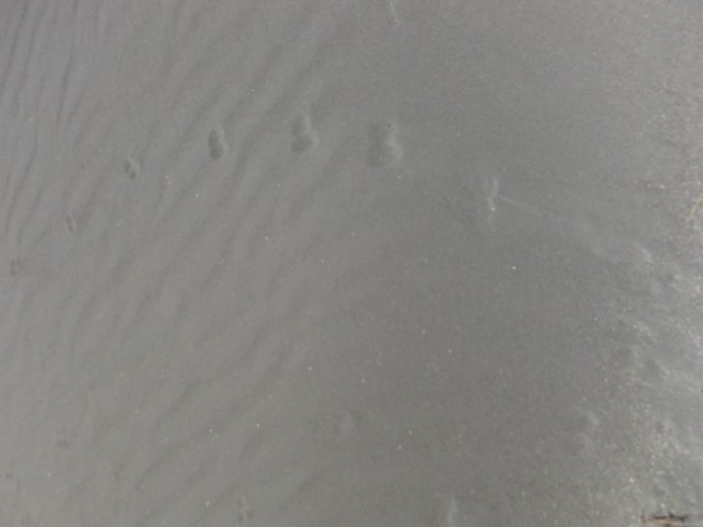 dscf2388.jpg